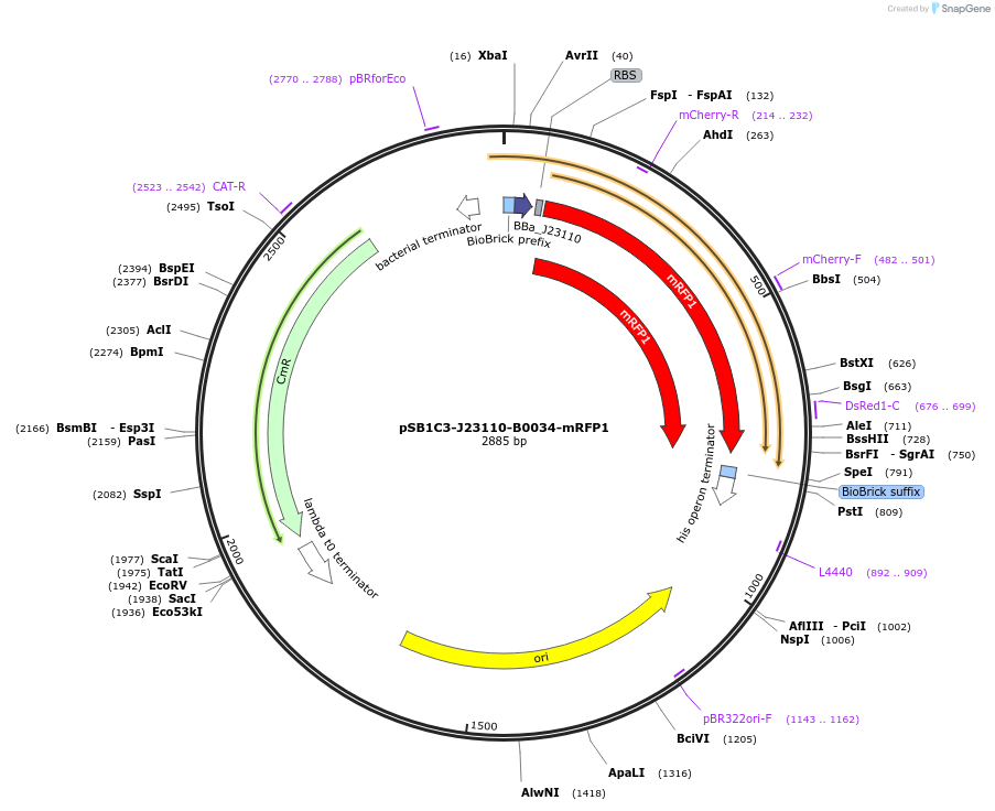 160448-plasmid-map-sequence-id-322403