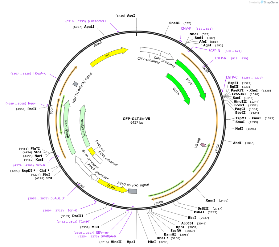 162518-plasmid-map-sequence-id-322412
