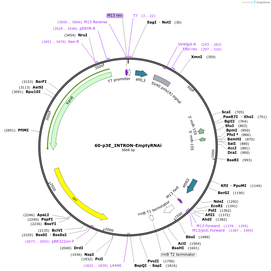 163380-plasmid-map-sequence-id-322413