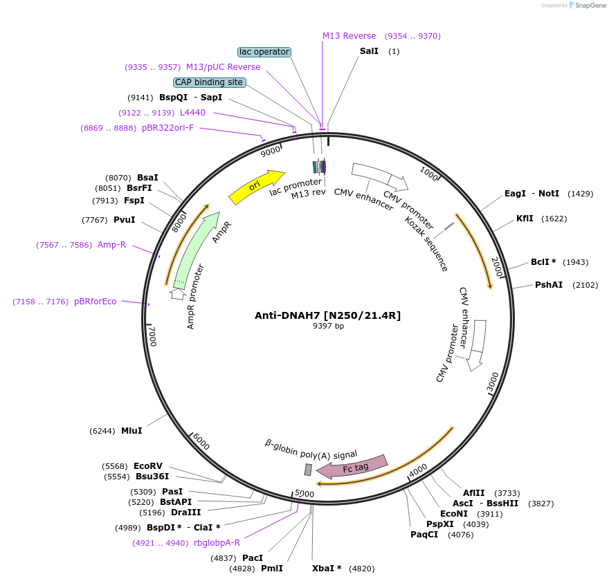 164158-plasmid-map-sequence-id-322414