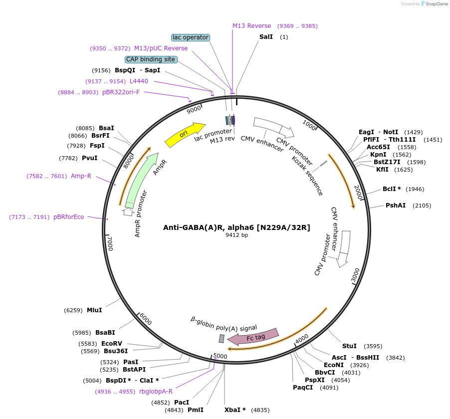 164155-plasmid-map-sequence-id-322430