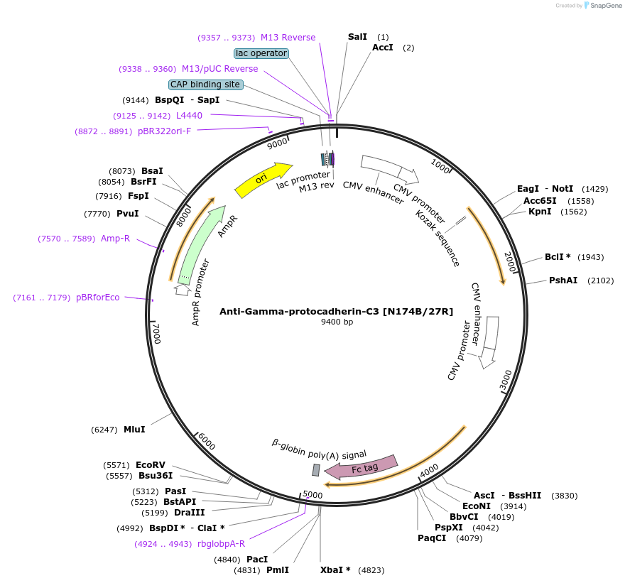 164156-plasmid-map-sequence-id-322433