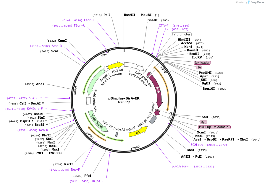 20856-plasmid-map-sequence-id-322439