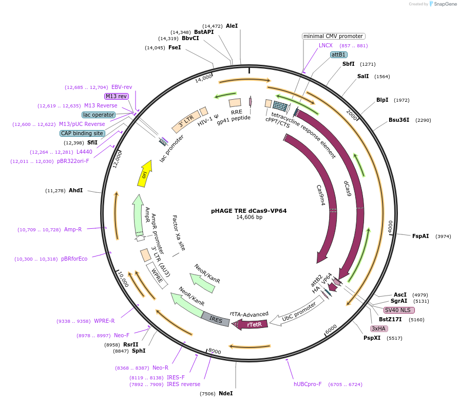 50916-plasmid-map-sequence-id-322440