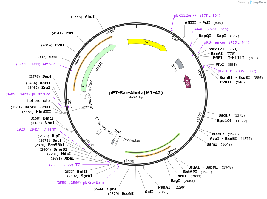 71875-plasmid-map-sequence-id-322446