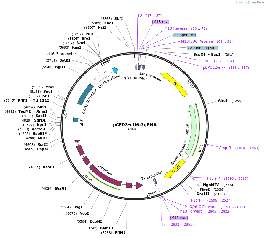 49410-plasmid-map-sequence-id-322447
