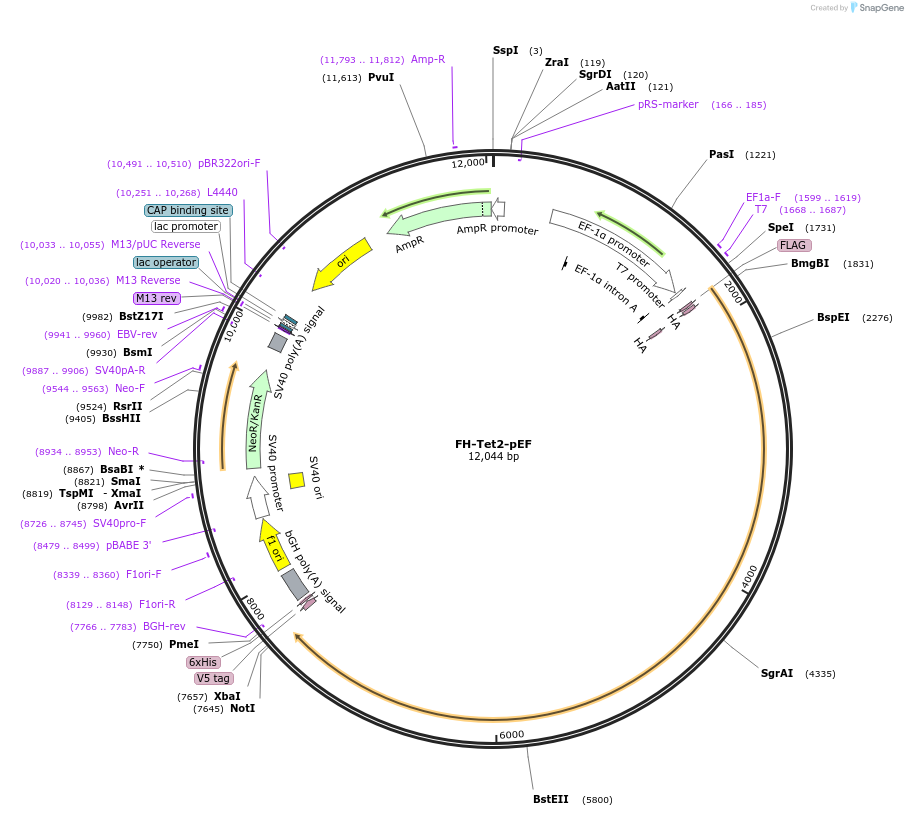 41710-plasmid-map-sequence-id-322448