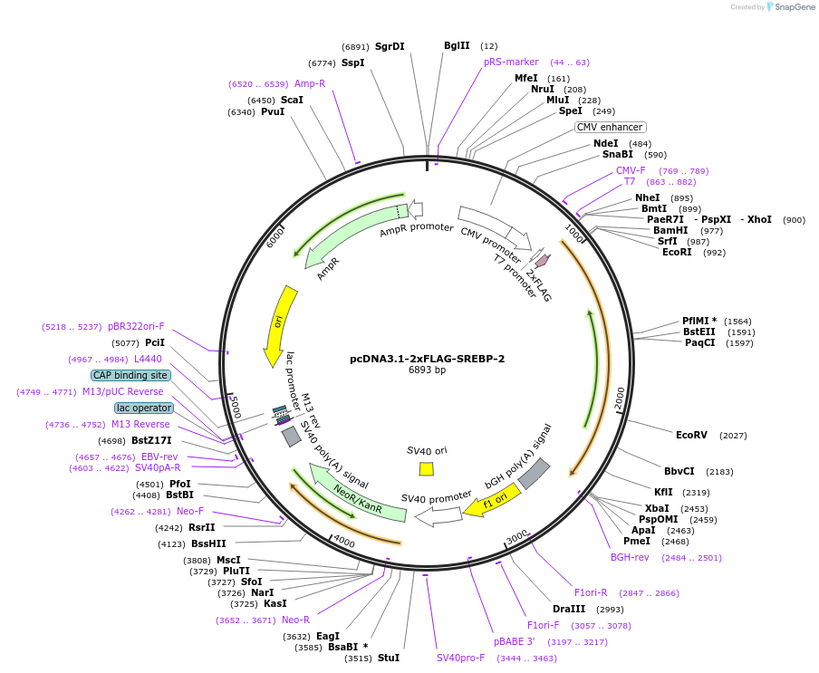 26807-plasmid-map-sequence-id-322452