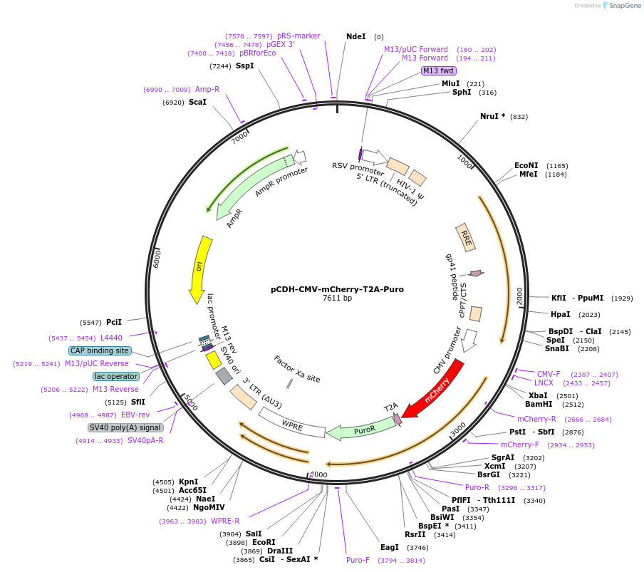 72264-plasmid-map-sequence-id-322454