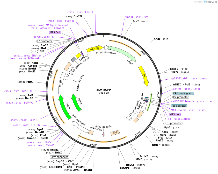 36083-plasmid-map-sequence-id-322460