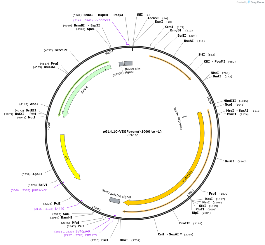 66128-plasmid-map-sequence-id-322467