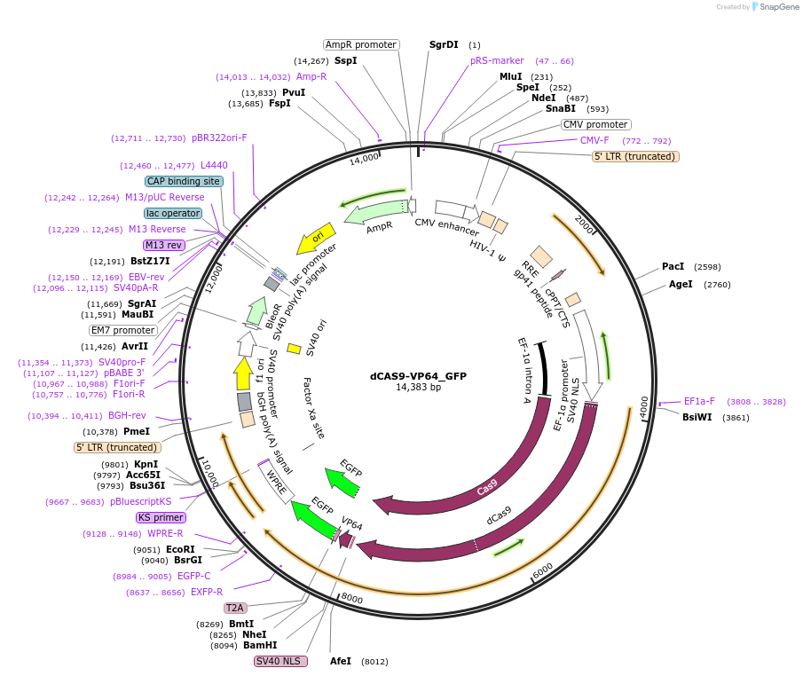 61422-plasmid-map-sequence-id-322468