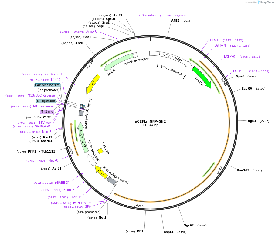 37672-plasmid-map-sequence-id-322470