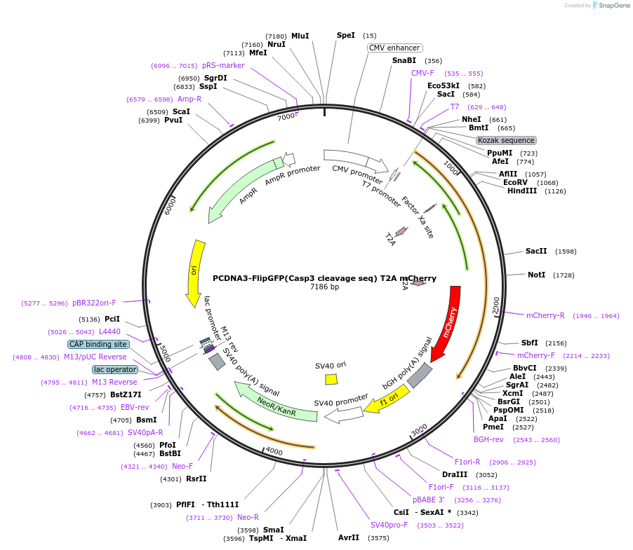 124428-plasmid-map-sequence-id-322471