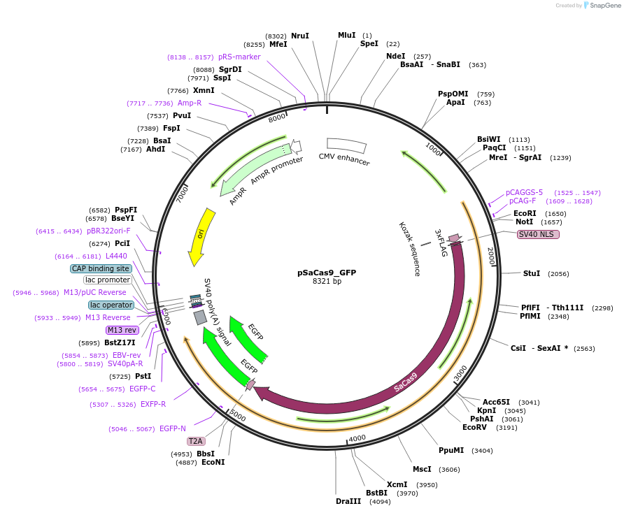 64709-plasmid-map-sequence-id-322473