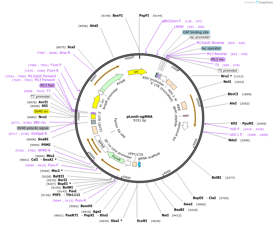 71409-plasmid-map-sequence-id-322475