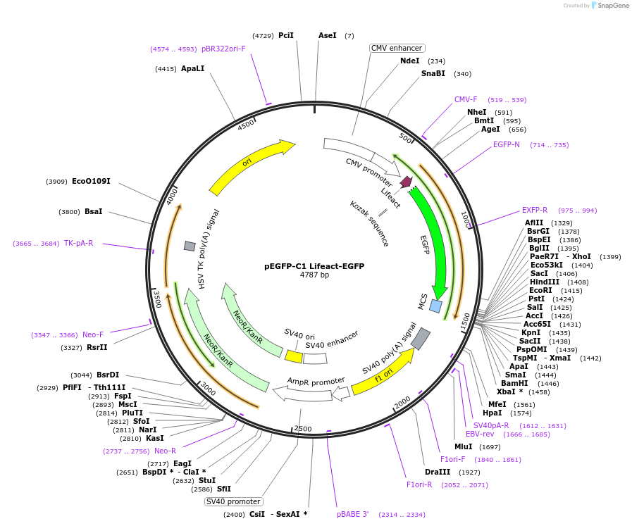 58470-plasmid-map-sequence-id-322477