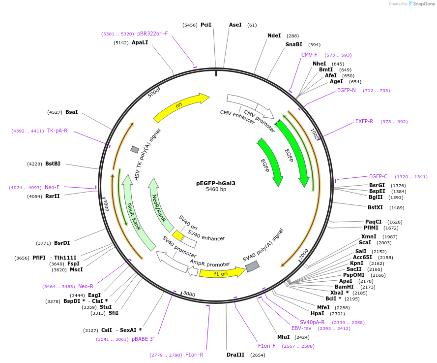 73080-plasmid-map-sequence-id-322480