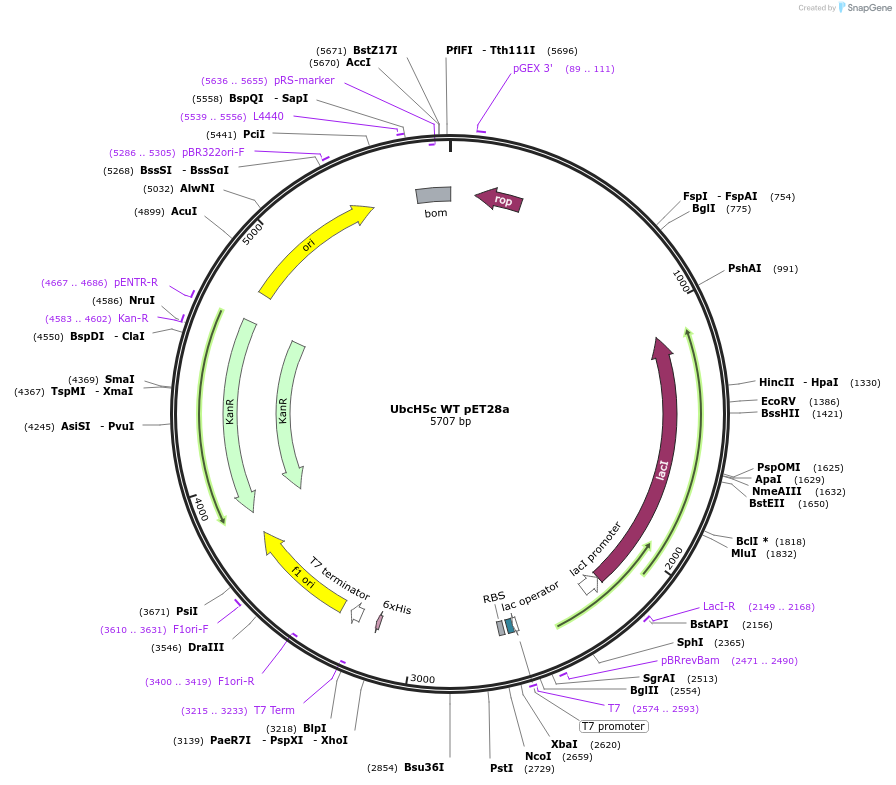 12643-plasmid-map-sequence-id-322488