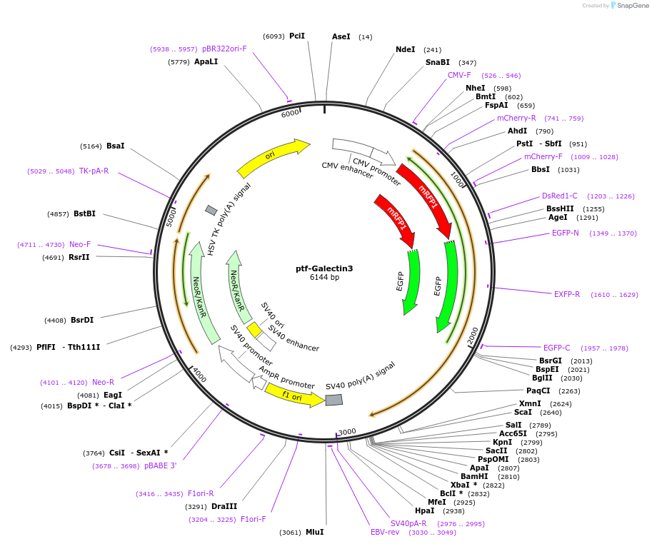 64149-plasmid-map-sequence-id-322489