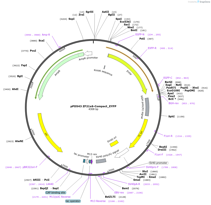 138857-plasmid-map-sequence-id-322491
