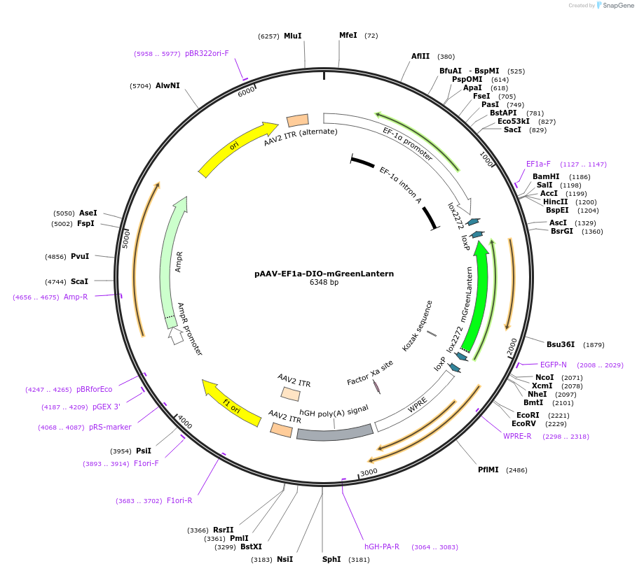 164468-plasmid-map-sequence-id-322507