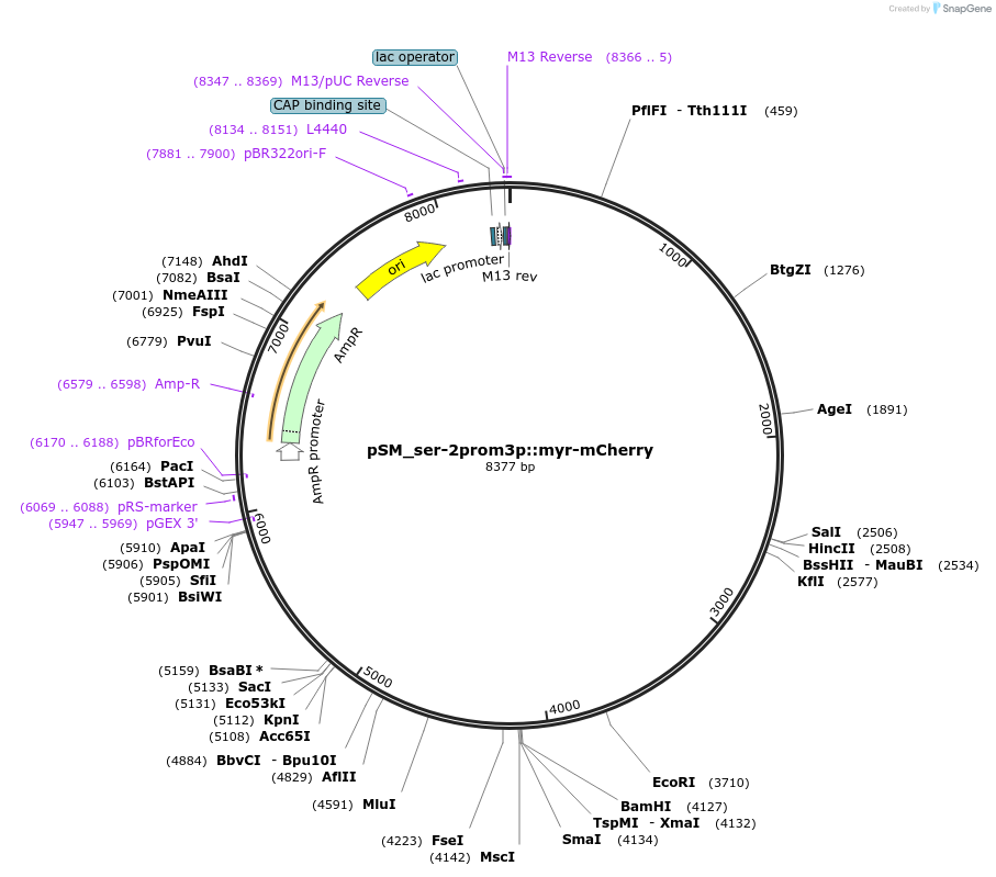 164223-plasmid-map-sequence-id-322522