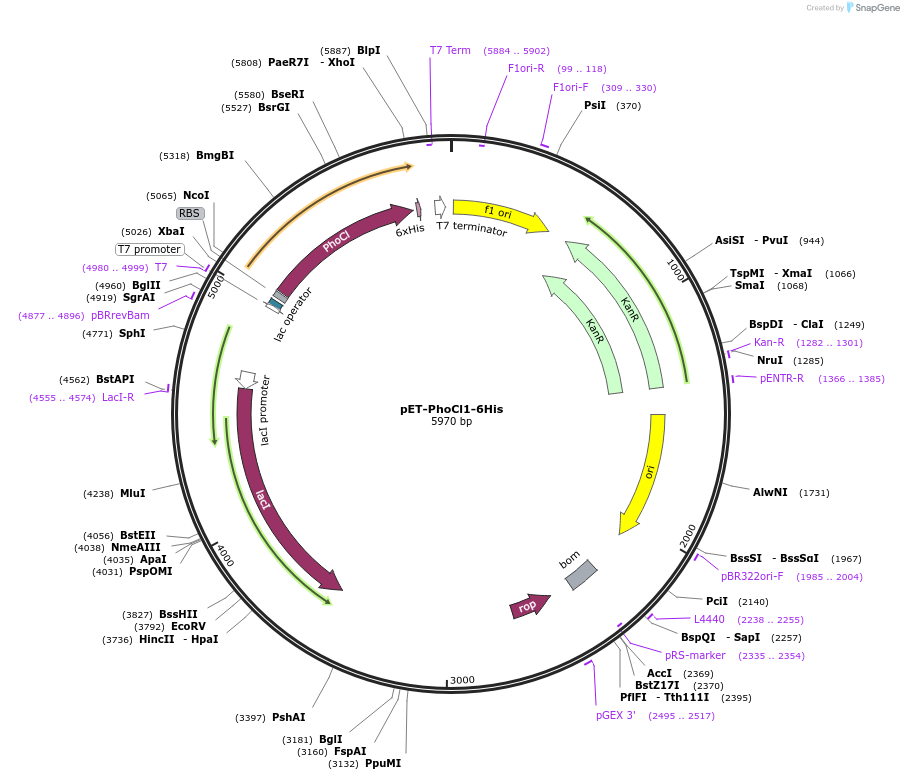 164033-plasmid-map-sequence-id-322526