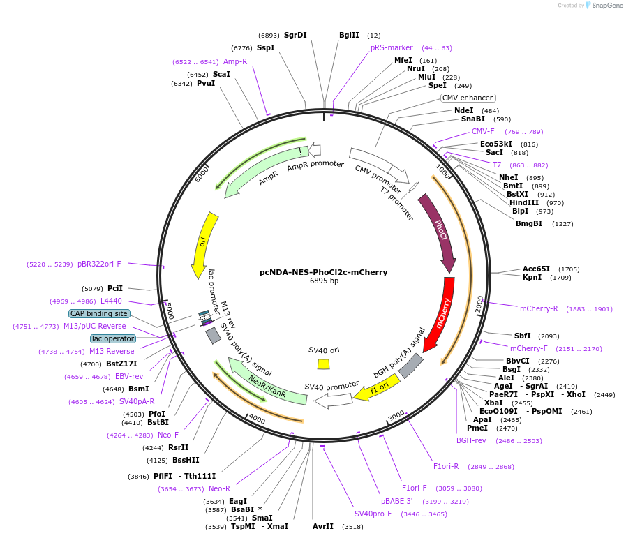 164037-plasmid-map-sequence-id-322531
