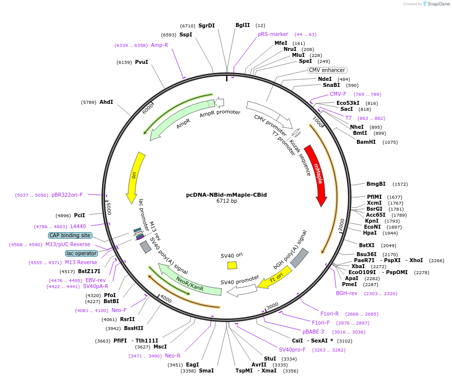 164049-plasmid-map-sequence-id-322534