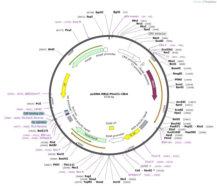 164050-plasmid-map-sequence-id-322535