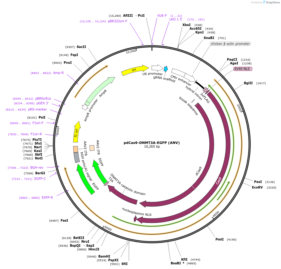 71685-plasmid-map-sequence-id-322543