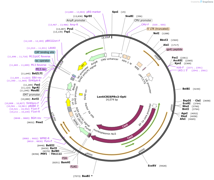 163126-plasmid-map-sequence-id-322588