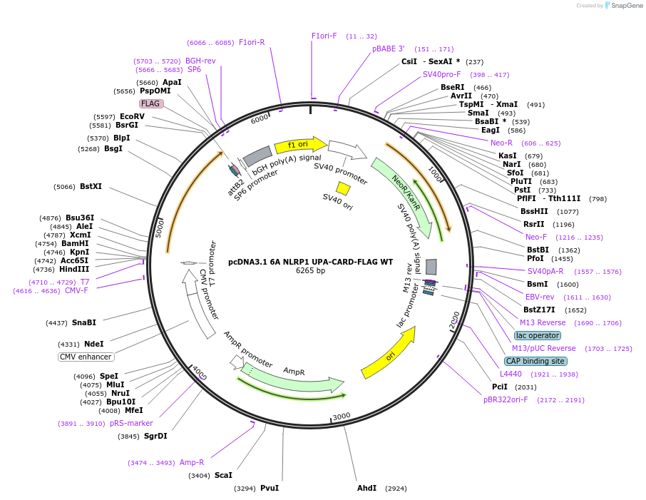 163979-plasmid-map-sequence-id-322629