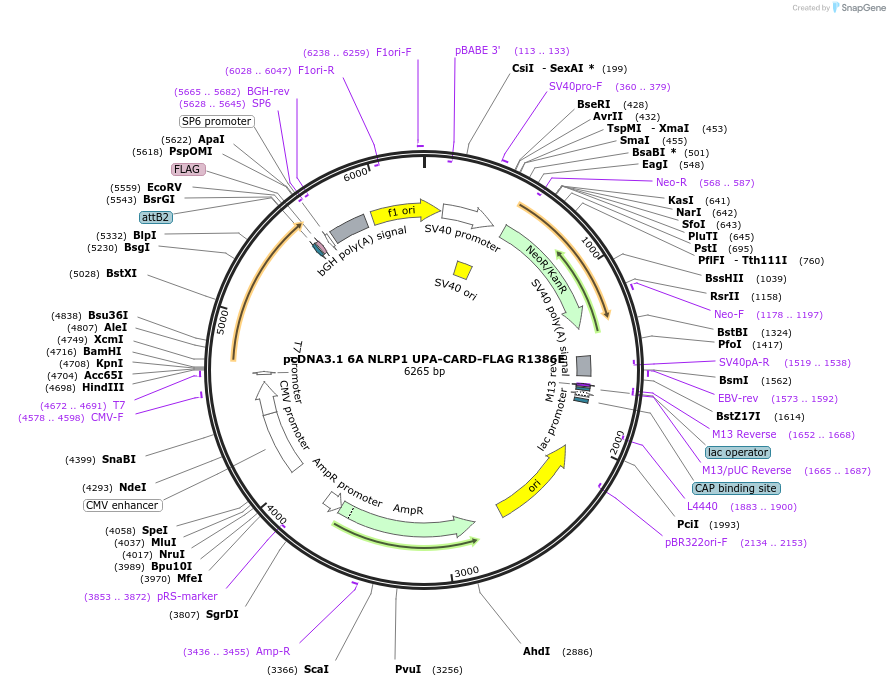 163980-plasmid-map-sequence-id-322630