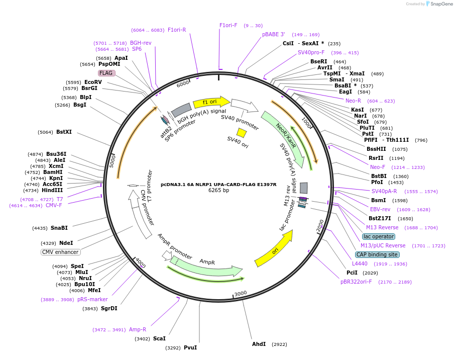 163982-plasmid-map-sequence-id-322633
