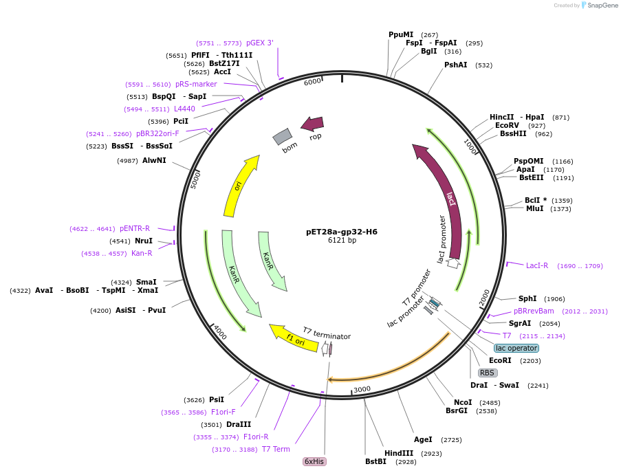 163912-plasmid-map-sequence-id-322668