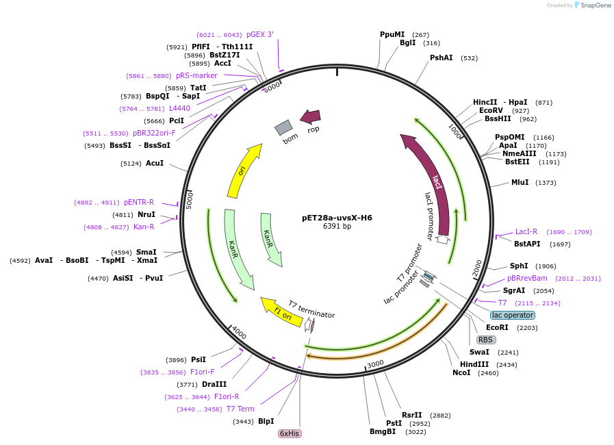 163913-plasmid-map-sequence-id-322669