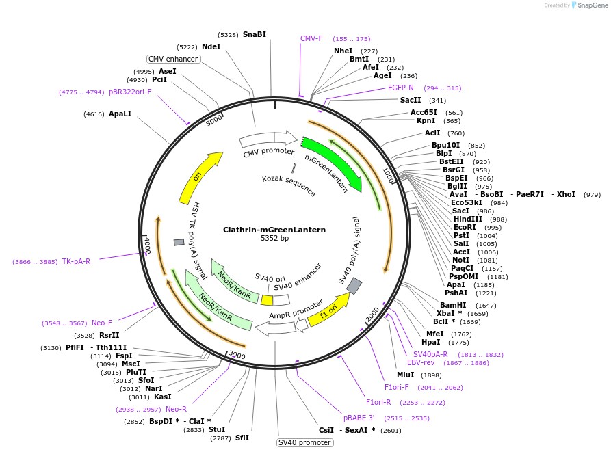 164462-plasmid-map-sequence-id-322670