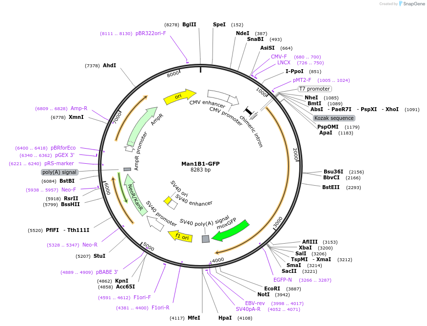 163646-plasmid-map-sequence-id-322672