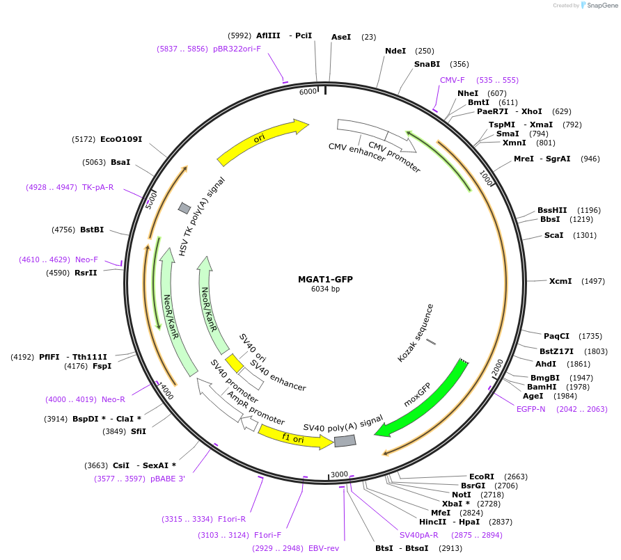 163647-plasmid-map-sequence-id-322673