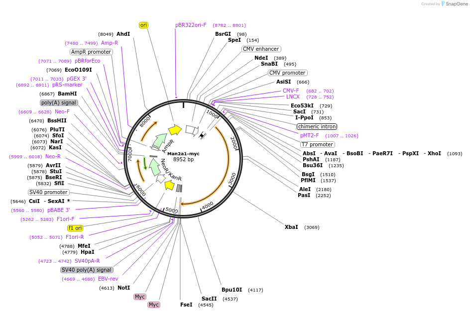 163648-plasmid-map-sequence-id-322675