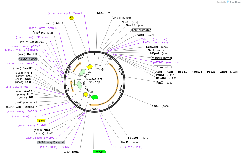 163649-plasmid-map-sequence-id-322676