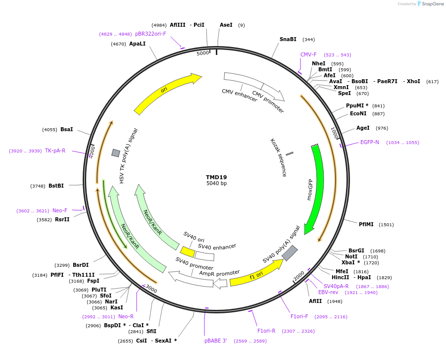 163674-plasmid-map-sequence-id-322678