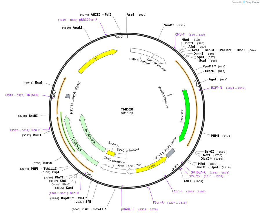 163675-plasmid-map-sequence-id-322680
