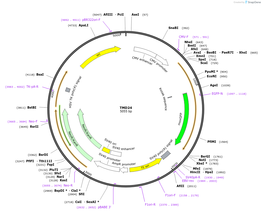 163678-plasmid-map-sequence-id-322683