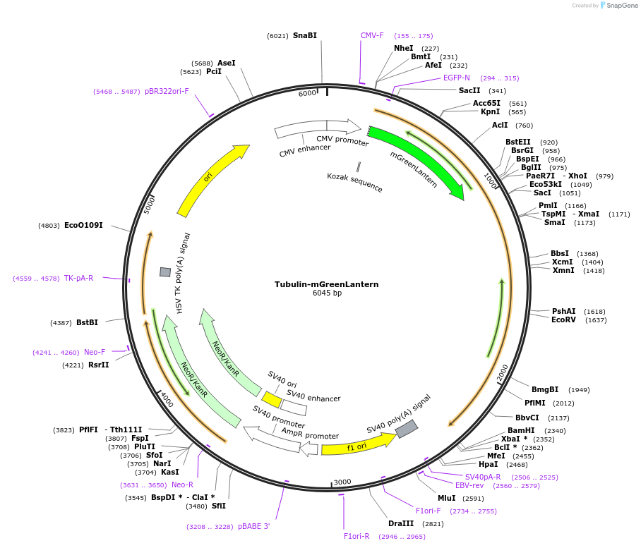 164460-plasmid-map-sequence-id-322770