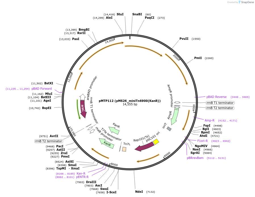 164260-plasmid-map-sequence-id-322776