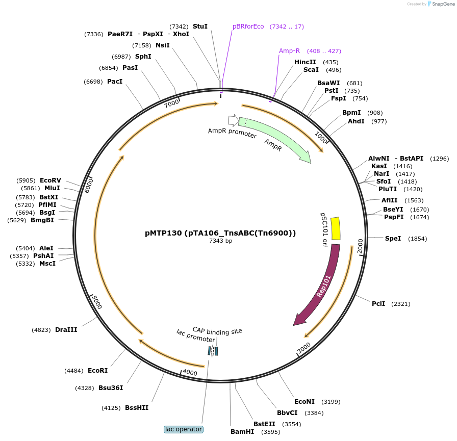 164261-plasmid-map-sequence-id-322777