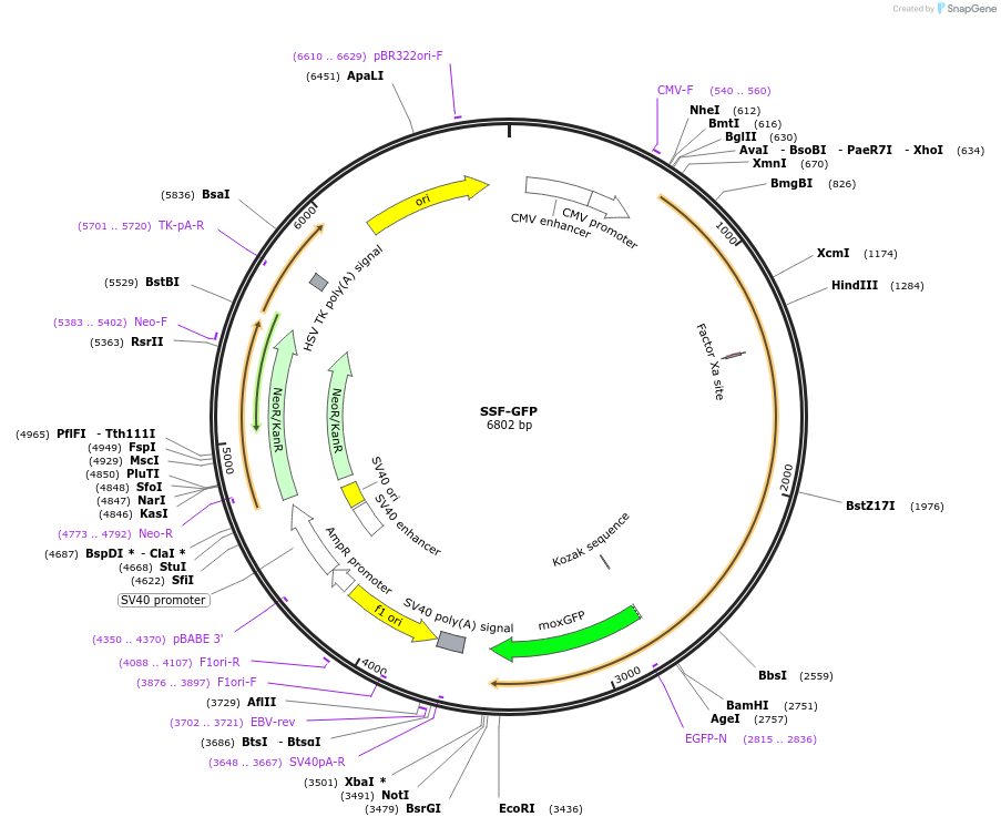 163656-plasmid-map-sequence-id-322782